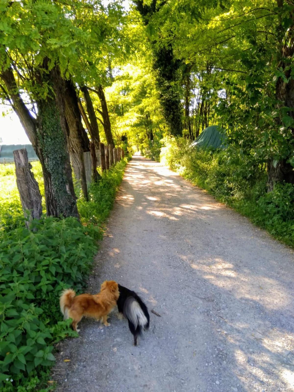 Villa Anna Sorico Bagian luar foto